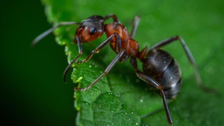 ant-group-china