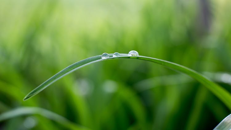 natur-blatt-tau