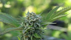 cannabis-legalisierung-deutschland-aktien