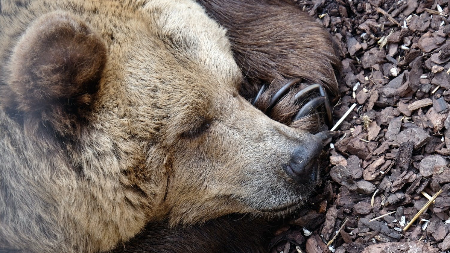 schlafender-bär-symbolbild-für-wie-man-in-bärenmärkten-investiert