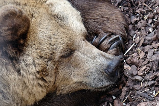 schlafender-bär-symbolbild-für-wie-man-in-bärenmärkten-investiert