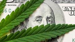 cannabis-dollar