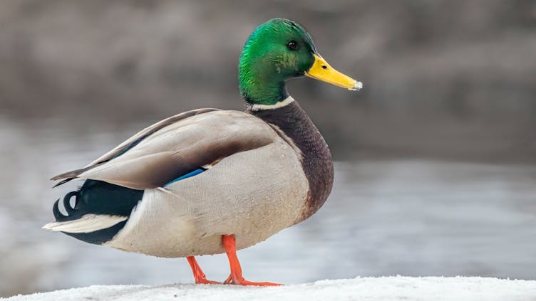 Männliche
Ente an Land