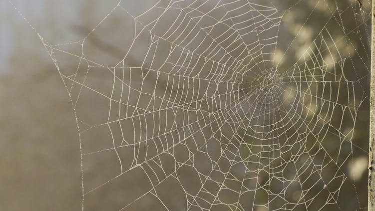 spinnennetz-vor-grauem-hintergrund