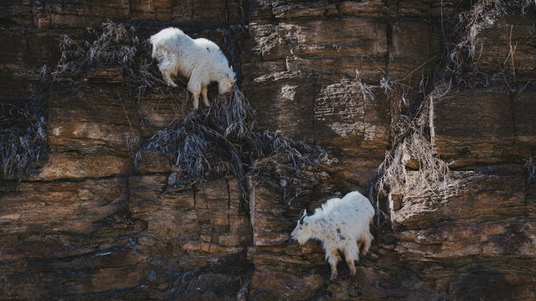 weiße-bergziegen-klettern-felswand