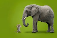 weekly-wrap-2608_header