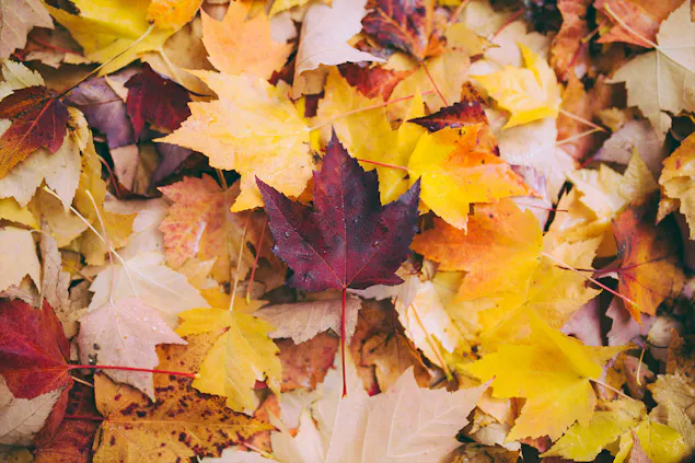 weekly_oktober_blog